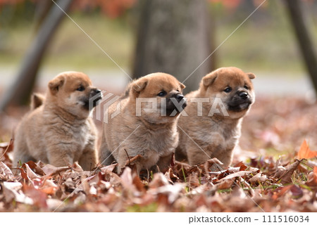 Cuddling dog Cuddling dog 111516034