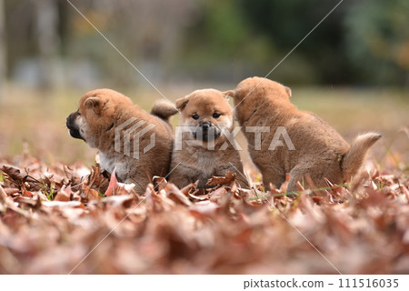 A puppy I met while walking my dog A puppy I met while walking my dog 111516035