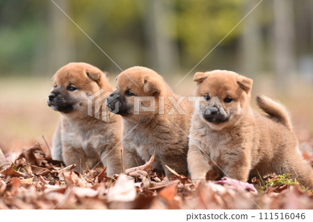 擁抱小狗 擁抱小狗 111516046