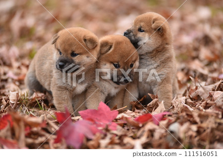 小狗和秋葉地毯 111516051