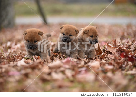 puppy snuggles puppy snuggles 111516054