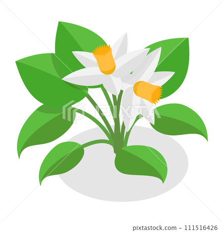 3D Isometric Flat Vector Set of Plants In Pots. Item 8 3D Isometric Flat Vector Set of Plants In Pots. Item 8 111516426