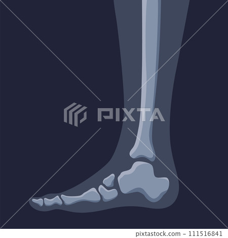 Human bones orthopedic and skeleton icon, bone x-ray image of human joints, anatomy skeleton flat design vector illustration 111516841