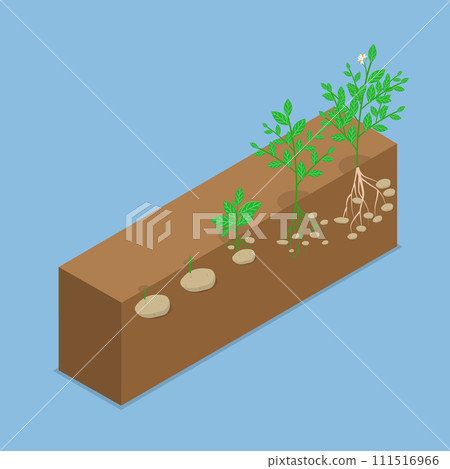 3D Isometric Flat Vector Illustration of Potatoes Reproduction Cycle 111516966