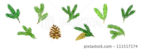 Pine Tree Evergreen Branches with Needles and Cone Vector Set 111517174