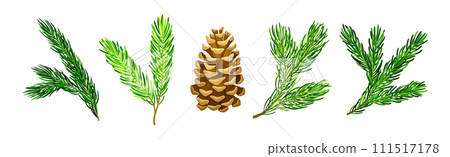 Pine Tree Evergreen Branches with Needles and Cone Vector Set Pine Tree Evergreen Branches with Needles and Cone Vector Set 111517178