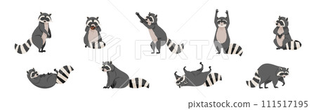 Funny Raccoon with Front Paws and Ringed Tail Vector Set 111517195