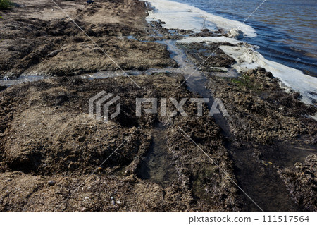 Polluted shore waters - extinction and disease 111517564