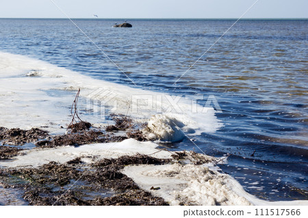 Polluted shore waters - extinction and disease 111517566