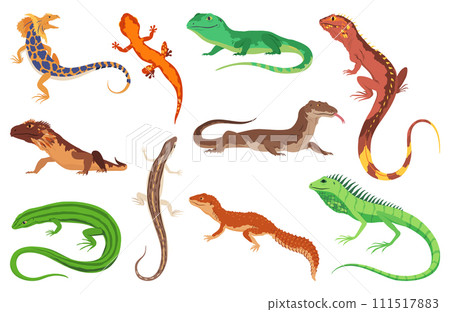 Lizard icons set. Tropical colorful decorative amphibian. Fauna characters in wildlife or zoo. Wildlife colorful creatures isolated on white vector illustration Lizard icons set. Tropical colorful decorative amphibian. Fauna characters in wildlife or zoo. Wildlife colorful creatures isolated on white vector illustration 111517883