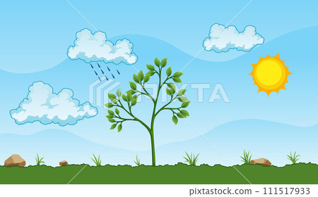 Photosynthesis process. Tree produce oxygen using rain and sun. Process of photosynthesis in plant. Colorful image for education in flat style Photosynthesis process. Tree produce oxygen using rain and sun. Process of photosynthesis in plant. Colorful image for education in flat style 111517933