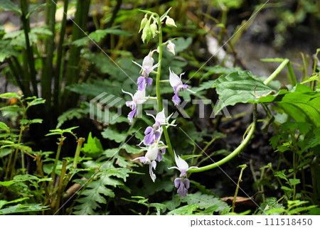 在赤目谷的山間溪流中,可以看到夏邊(Natsuebine),有著美麗的淡紫色總狀花序 在赤目谷的山間溪流中,可以看到夏邊(Natsuebine),有著美麗的淡紫色總狀花序 111518450