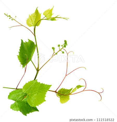 Grapevine with bright green leaves isolated on white. There is free space for text. 111518522