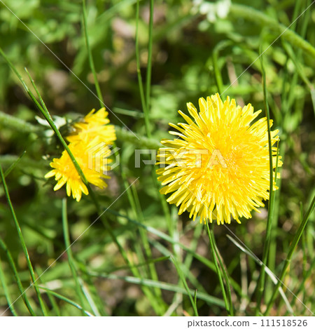 Yellow dandelion flower on the green meadow. 111518526