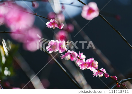 Pink plum blossoms and bees blooming in early spring 111518711