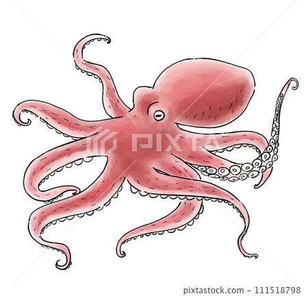 海洋生物章魚 111518798