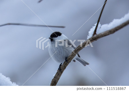 Black-capped tit perched on a tree branch in the winter forest 111518867