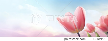 Beautiful celebration pink tulips on pastel background. Concept birthday, Mothers Day, Womens Day, March 8. Spring easter flower background. Spring and easter greeting card design layout. Copy space. 111518955
