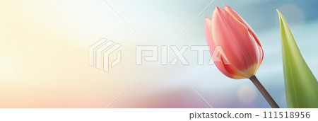 Beautiful celebration pink tulips on pastel background. Concept birthday, Mothers Day, Womens Day, March 8. Spring easter flower background. Spring and easter greeting card design layout. Copy space. 111518956