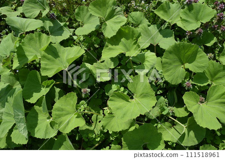 Japanese butterbur that grows naturally Japanese butterbur that grows naturally 111518961