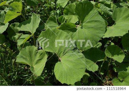 Japanese butterbur that grows naturally Japanese butterbur that grows naturally 111518964