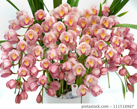 potted cymbidium potted cymbidium 111518987