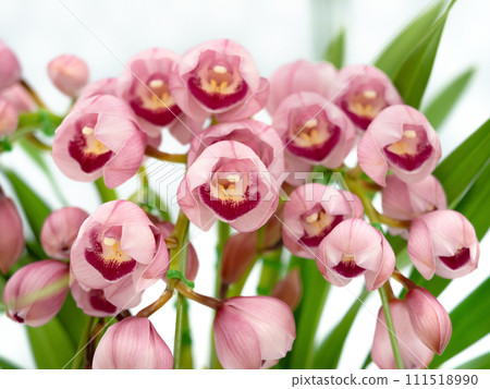 potted cymbidium 111518990