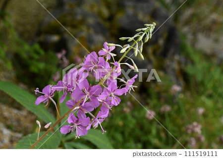 Willow orchid with beautiful pink racemes seen in Hokkaido 111519111