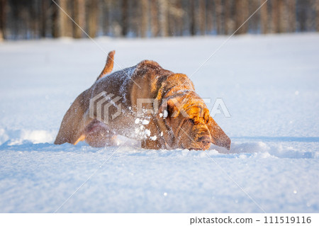 Bloodhound brown dog playing happily in winter when snow falls in natural landscape. Bloodhound brown dog playing happily in winter when snow falls in natural landscape. 111519116
