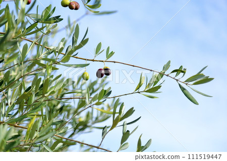 彩色橄欖果 111519447