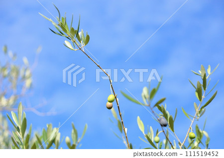 Colored olive fruit 111519452