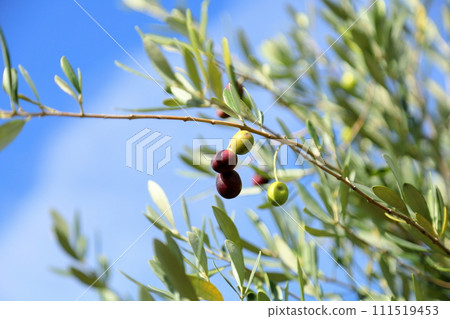 Colored olive fruit 111519453