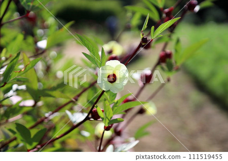 Roselle Flower 111519455