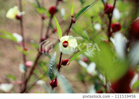 Roselle Flower 111519456