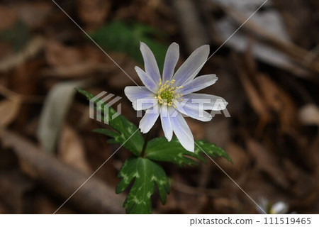 A snowy strawberry with beautiful sepals that resemble pale purple petals seen on the forest floor in early spring. 111519465
