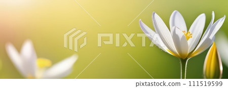 Beautiful celebration spring flowers on pastel background. Concept Birthday, Mothers Day, Womens Day, March 8. Spring easter flower background. Spring, easter greeting card design layout. Copy space. Beautiful celebration spring flowers on pastel background. Concept Birthday, Mothers Day, Womens Day, March 8. Spring easter flower background. Spring, easter greeting card design layout. Copy space. 111519599