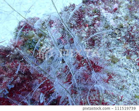 生長在岩石上的白谷的特寫 生長在岩石上的白谷的特寫 111519739