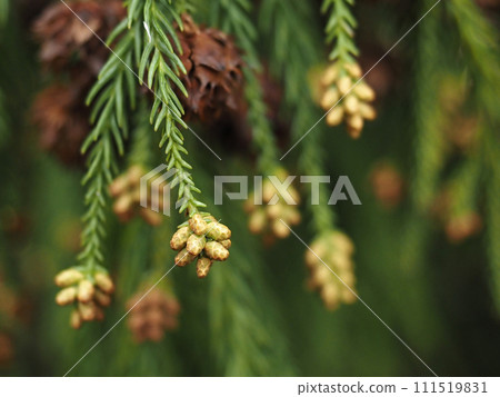 Close-up photo of male cedar flowers Close-up photo of male cedar flowers 111519831