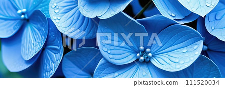 Beautiful celebration spring hortensia on pastel background. Concept Birthday, Mothers Day, Womens Day, March 8. Spring easter flower background. Spring, easter greeting card design layout.Copy space. Beautiful celebration spring hortensia on pastel background. Concept Birthday, Mothers Day, Womens Day, March 8. Spring easter flower background. Spring, easter greeting card design layout.Copy space. 111520034