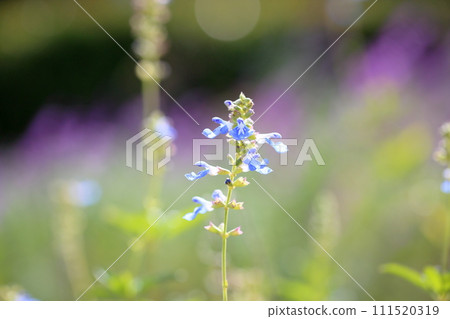 丹參花蔚藍 111520319