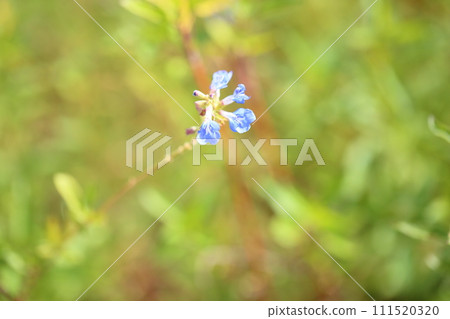 Salvia flower azurea 111520320
