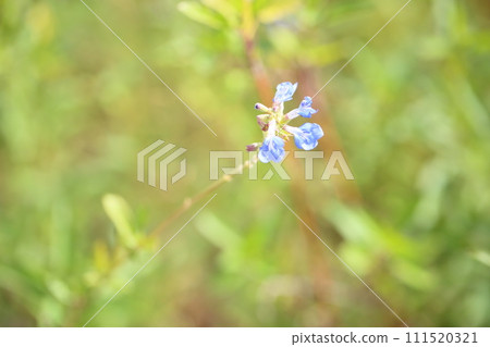 丹參花蔚藍 111520321