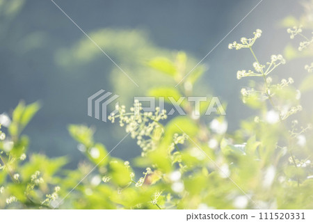 清新的綠意與初夏的清爽形象 清新的綠意與初夏的清爽形象 111520331