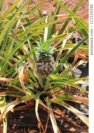 Pineapples before harvest grown at Dole Plantation (Hawaii, USA) 111520398