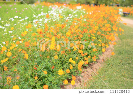 Kibana cosmos flower Kibana cosmos flower 111520413