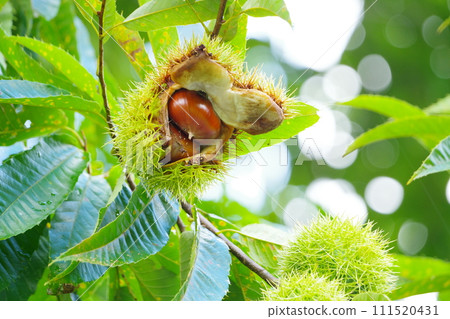 已生產的栗子 已生產的栗子 111520431