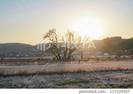 Tochigi wandering willow and sunset (Nasu Town) 111520567