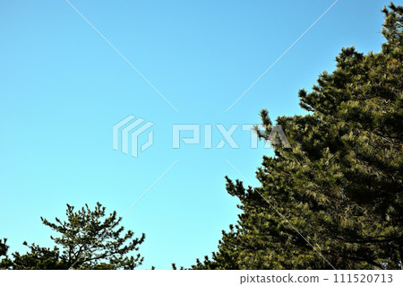 Blue sky and pine tree Blue sky and pine tree 111520713