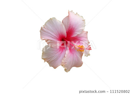 Pink Hibiscus flower is blooming Pink Hibiscus flower is blooming 111520802