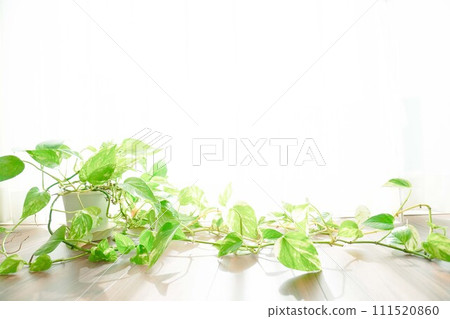 Bright background (indoor/houseplants) Bright background (indoor/houseplants) 111520860